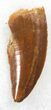 Large, Serrated Raptor Tooth From Morocco - #30864-1